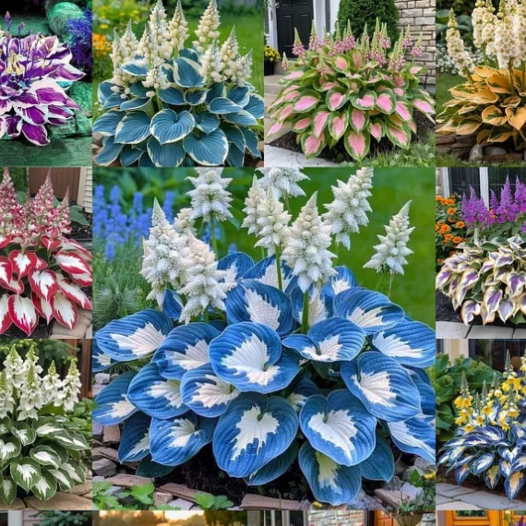 Shade - Tolerant and Cold - Hardy Hosta Flowers - My Store